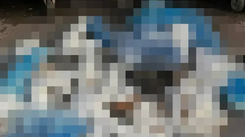 İzmir'de kan donduran vahşet: Çöp konteynerinin önünde 33 ölü kedi bulundu!