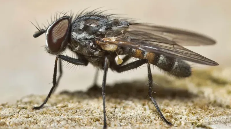 İzmir’de çöpler karasinek popülasyonunu artırıyor, uzmanlardan uyarıyor!