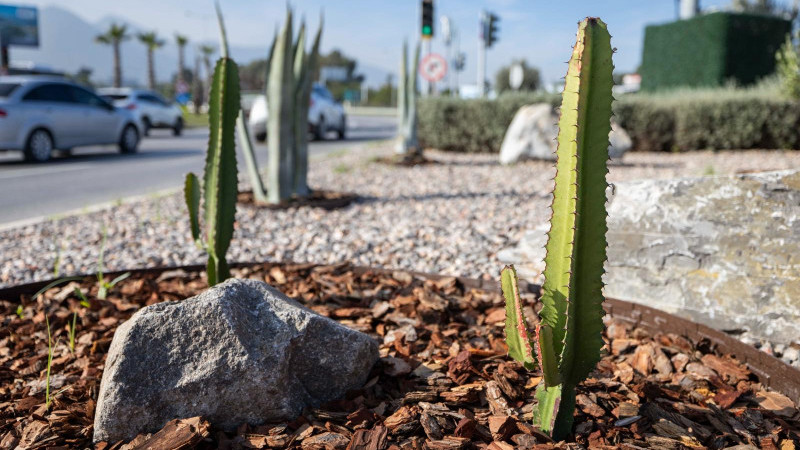 İzmir’de peyzaj alanları yenileniyor: Su tasarrufu %50’ye vardı