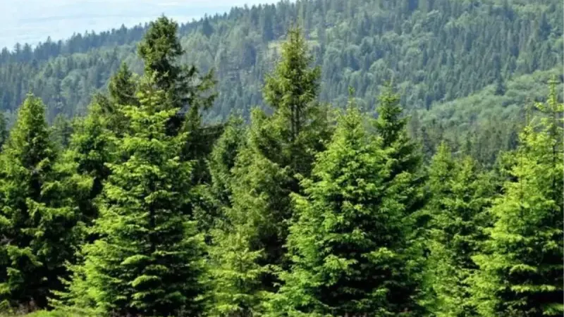 İzmir Çiçekçiler Esnaf'ından uyarı: 'Yılbaşı için ormandan çam kesmek yasak'