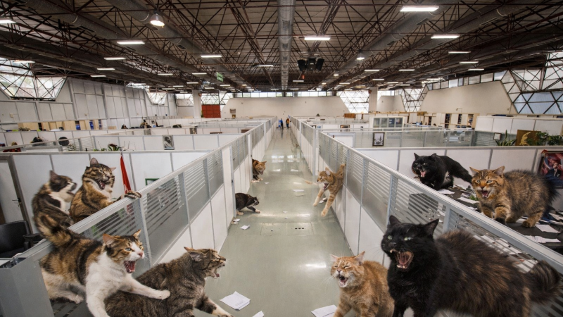 İzmir Büyükşehir’de kediler ofisleri bastı: Fotokopi makinelerine dışkıladılar